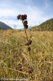 Attēlu rezultāti vaicājumam “Cladium mariscus”