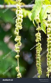 Attēlu rezultāti vaicājumam “Pterocarya fraxinifolia flower”
