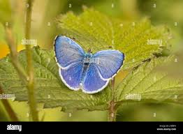 Attēlu rezultāti vaicājumam “Celastrina argiolus underside”