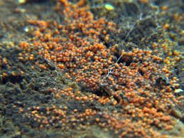 Attēlu rezultāti vaicājumam “Nectria peziza”