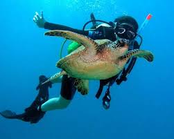 Image result for Canary Divers