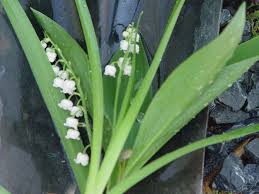 Attēlu rezultāti vaicājumam “Convallaria majalis leaf”