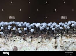 Attēlu rezultāti vaicājumam “Didymium sp.”