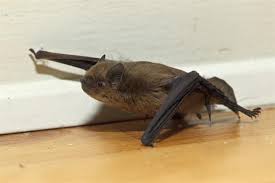 Attēlu rezultāti vaicājumam “Pipistrellus pygmaeus”