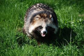 Attēlu rezultāti vaicājumam “Nyctereutes procyonoides”