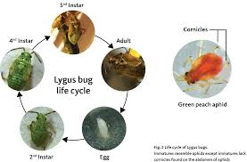 Attēlu rezultāti vaicājumam “Lygus nymph nymph”