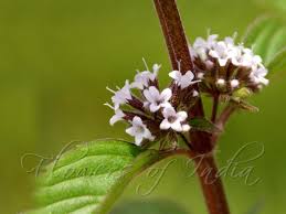 Attēlu rezultāti vaicājumam “Mentha arvensis flower”