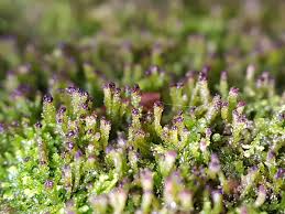 Attēlu rezultāti vaicājumam “Anastrophyllum hellerianum”