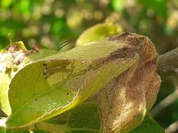 Attēlu rezultāti vaicājumam “Yponomeuta evonymella larva”