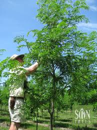 Attēlu rezultāti vaicājumam “Gleditsia triacanthos”
