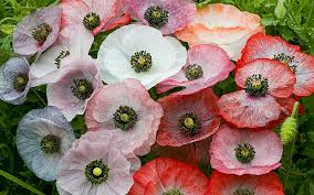 Image result for Papaver rhoeas