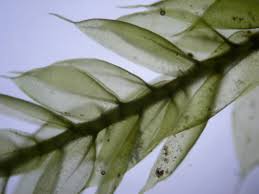 Attēlu rezultāti vaicājumam “Cirriphyllum piliferum”