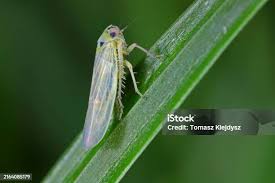 Attēlu rezultāti vaicājumam “Macrosteles sp. nymph”