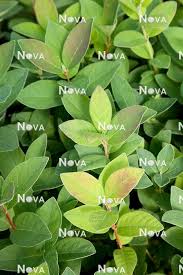 Attēlu rezultāti vaicājumam “Lonicera caerulea var. pallasii leaf”