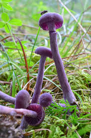 Attēlu rezultāti vaicājumam “Laccaria amethystina”
