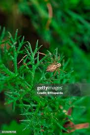 Attēlu rezultāti vaicājumam “Cirsium vulgare leaf”