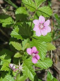 Attēlu rezultāti vaicājumam “Rubus arcticus flower”