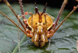 Attēlu rezultāti vaicājumam “Opiliones”