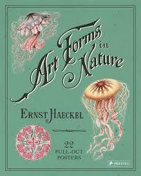 Image result for ernst haeckel