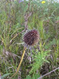 Image result for Echinacea pallida