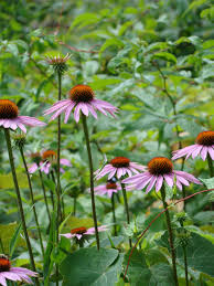 Image result for Echinacea purpurea