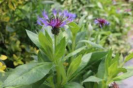 Image result for Flockenblume