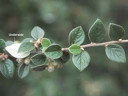 Attēlu rezultāti vaicājumam “Cotoneaster multiflorus leaf”