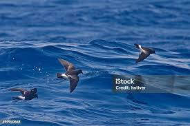 Image result for Oceanites oceanicus