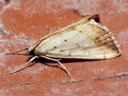 Attēlu rezultāti vaicājumam “Evergestis extimalis”