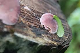 Attēlu rezultāti vaicājumam “Sclerophora coniophaea”