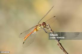 Attēlu rezultāti vaicājumam “Sympetrum sanguineum”