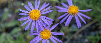 Image result for Aster alpinus