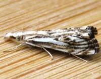 Attēlu rezultāti vaicājumam “Catoptria falsella”