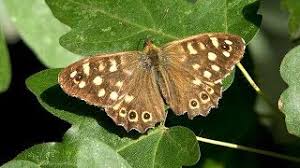 Attēlu rezultāti vaicājumam “Pararge aegeria upperside”