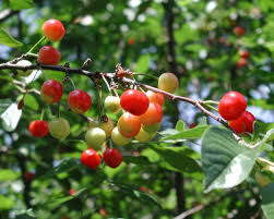 Attēlu rezultāti vaicājumam “Cerasus”