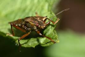 Attēlu rezultāti vaicājumam “Pentatoma rufipes”