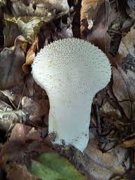 Attēlu rezultāti vaicājumam “Lycoperdon perlatum”