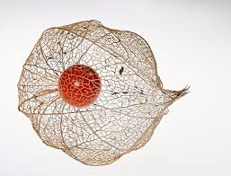 Image result for Lampionblume