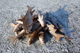 Image result for Rutilus caspicus