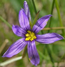 Attēlu rezultāti vaicājumam “Sisyrinchium montanum”