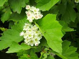 Attēlu rezultāti vaicājumam “Crataegus chlorosarca”