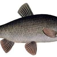 Attēlu rezultāti vaicājumam “Leuciscus idus”