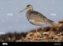 Image result for Tringa erythropus