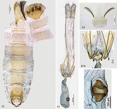 Attēlu rezultāti vaicājumam “Gelechia jakovlevi”