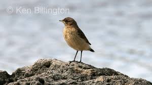 Attēlu rezultāti vaicājumam “Oenanthe oenanthe female”