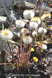 Attēlu rezultāti vaicājumam “Tussilago farfara fruit”