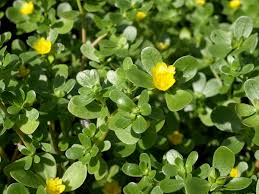 Attēlu rezultāti vaicājumam “Portulacaceae”