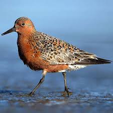 Attēlu rezultāti vaicājumam “Calidris canutus”