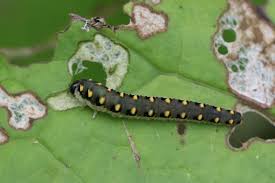 Attēlu rezultāti vaicājumam “Tenthredo mandibularis”