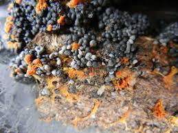 Attēlu rezultāti vaicājumam “Badhamia affinis spores”